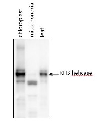 RH3 | RNA helicase (chloroplastic) in the group Antibodies for Plant/Algal / DNA/RNA/Cell Cycle / Transcription regulation at Agrisera AB (Antibodies for research) (AS13 2714)